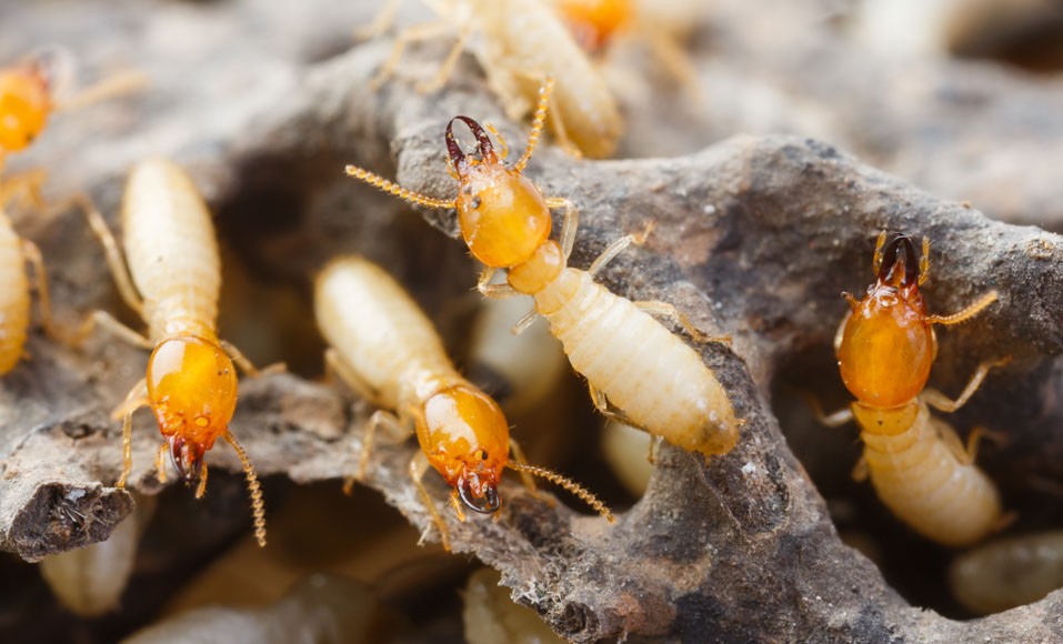 Hur man bekämpar termiter i huset?