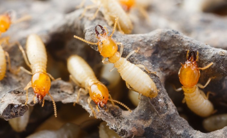 Deshacerse de las termitas
