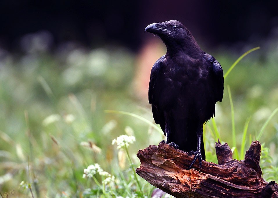 14 dicas para manter os corvos longe de sua casa