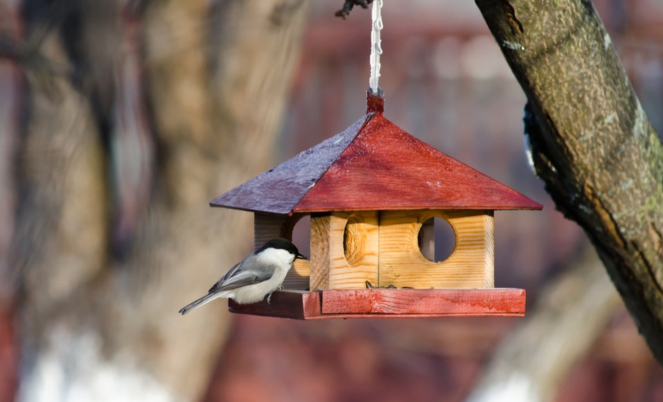 5 ideias de alimentador de pássaros DIY