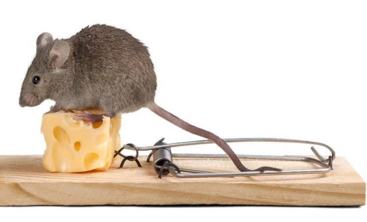 Praktické tipy pro chytání myši