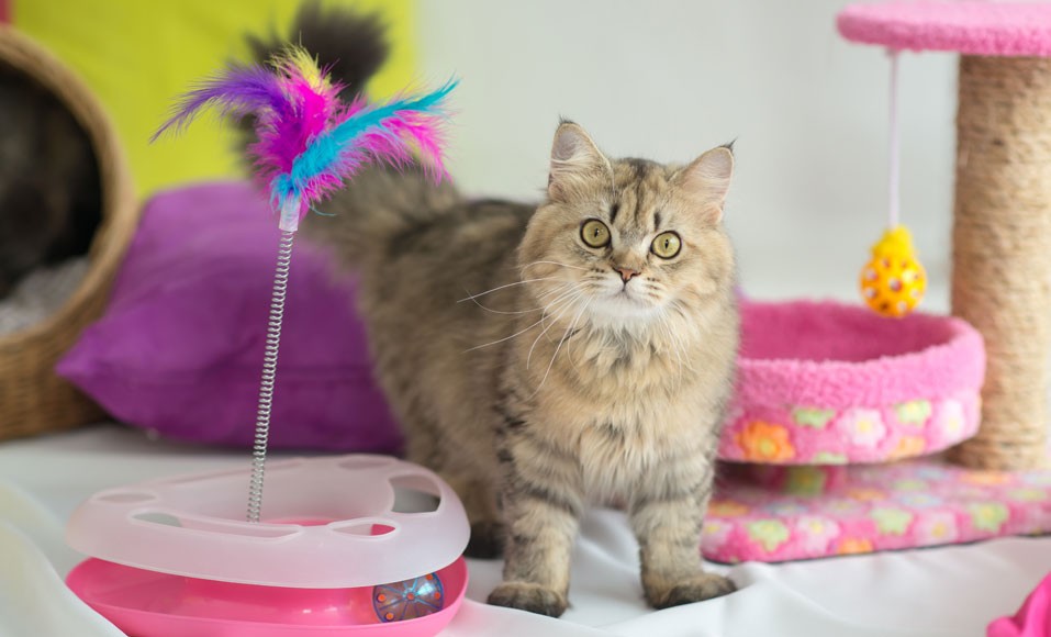 Tutorial: lav dit eget legetøj til din kat