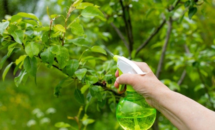 Använda väteperoxid i trädgården