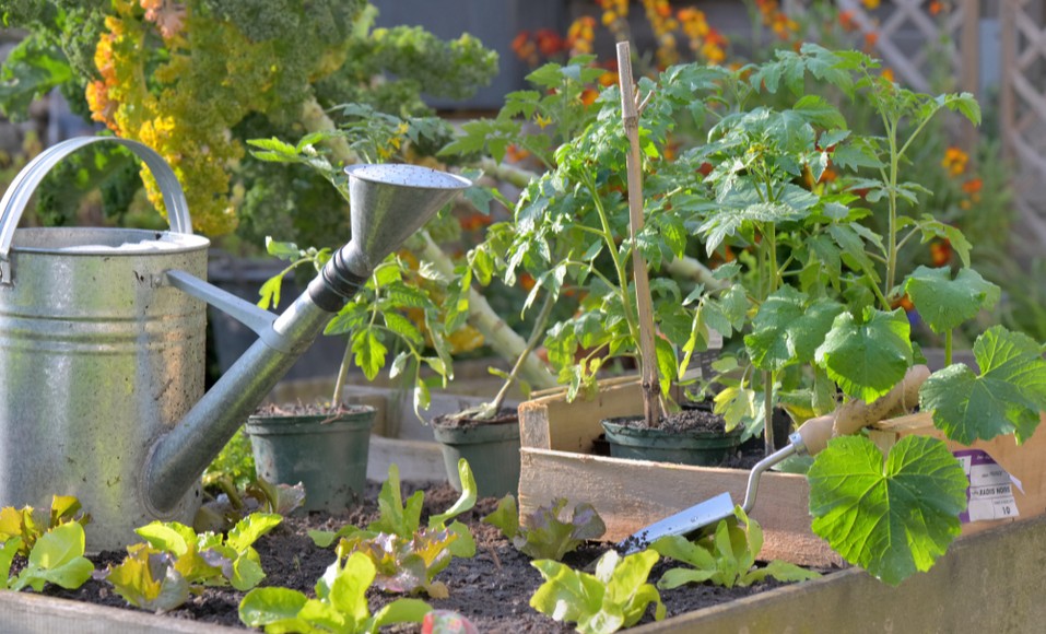 Tips för en framgångsrik grönsaksträdgård