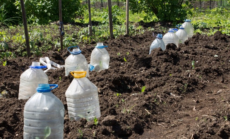 Använda plastflaskor i trädgården