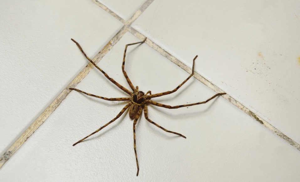 Thuis effectief vechten tegen spinnen