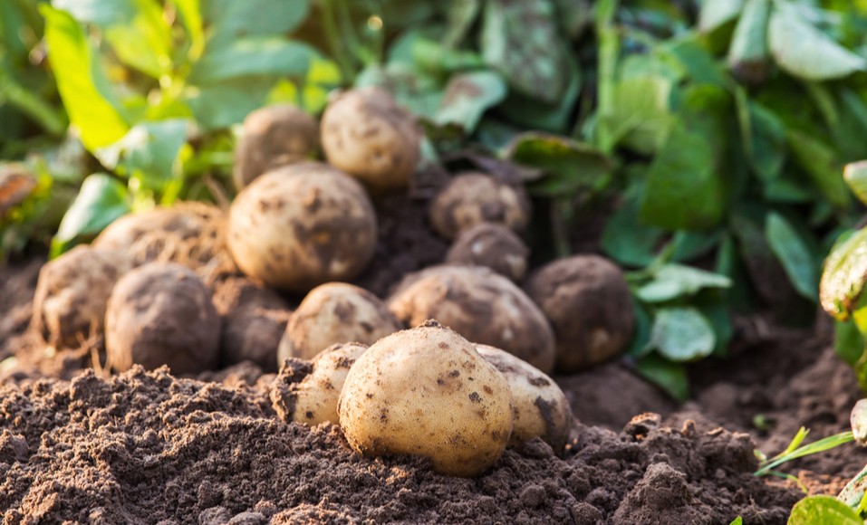 3 saker att göra med potatis i trädgården