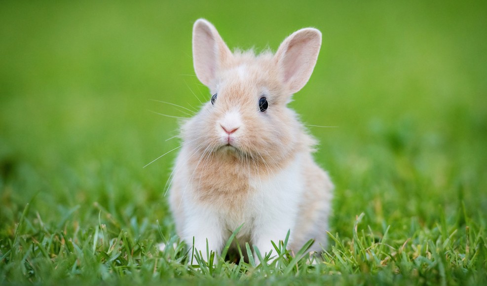 Vad man ska veta innan man adopterar en kanin
